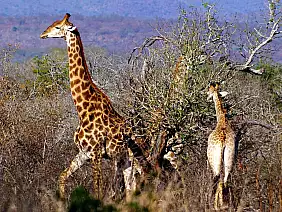 cape-town-mare-9c2sc