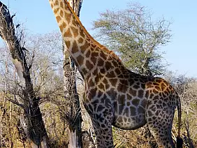 cape-town-mare-axfk1