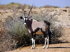 cape-town-mare-b3nx4