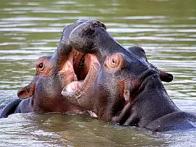 cape-town-mare-bfqtg