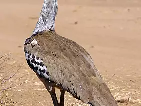 cape-town-mare-btbee