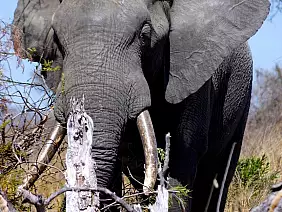 cape-town-mare-cfenr