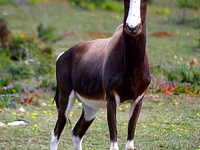 cape-town-mare-dq48y