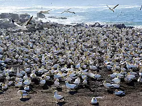 cape-town-mare-e2yqu