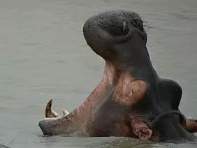 cape-town-mare-ejw7p