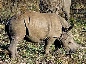 cape-town-mare-ekvsd