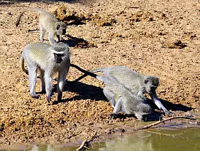 cape-town-mare-emsck