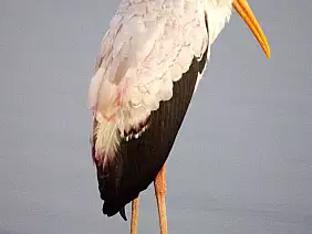 cape-town-mare-ewvvb