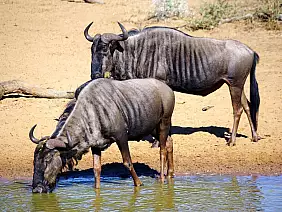 cape-town-mare-fk68h