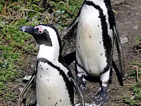 cape-town-mare-g4p81