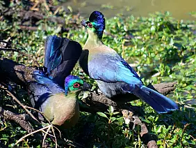 cape-town-mare-gc239