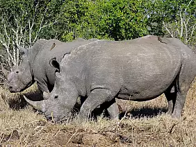 cape-town-mare-gkfp9