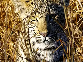 cape-town-mare-j683q