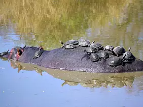 cape-town-mare-kvdyc