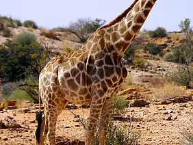 cape-town-mare-kwt4z