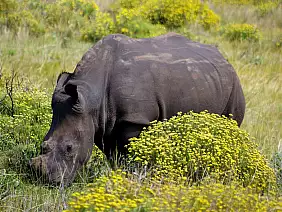 cape-town-mare-m8e3h