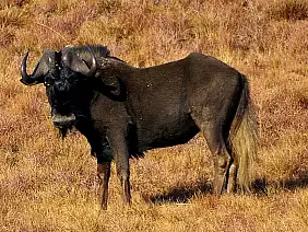 cape-town-mare-ma7aj