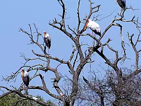 cape-town-mare-mjzub