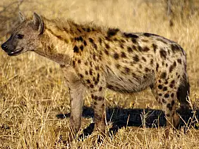 cape-town-mare-mt682