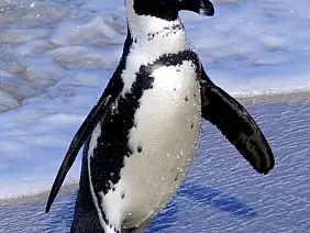 cape-town-mare-ndbr8