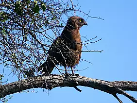 cape-town-mare-nke1g