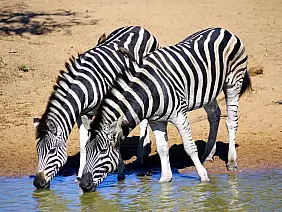 cape-town-mare-nqn46