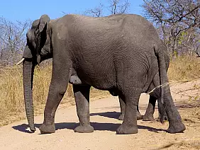 cape-town-mare-qbukb