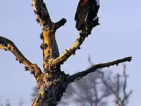 cape-town-mare-r5jna