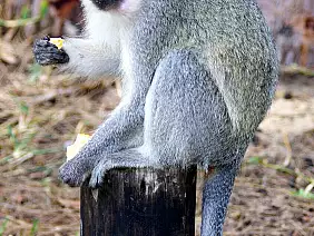 cape-town-mare-rpnnm