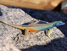 cape-town-mare-s9vqw