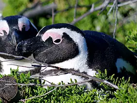 cape-town-mare-skfvy