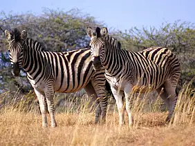 cape-town-mare-sn1k8