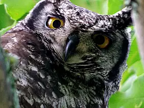 cape-town-mare-svg7j