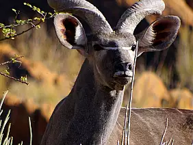 cape-town-mare-tfxhu