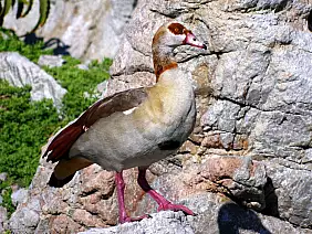 cape-town-mare-w1p57