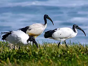 cape-town-mare-wkm6u