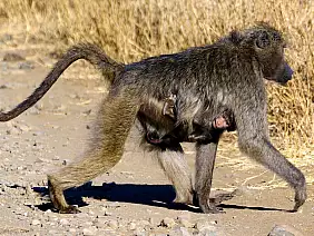 cape-town-mare-wndet