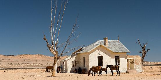 cavalli del deserto