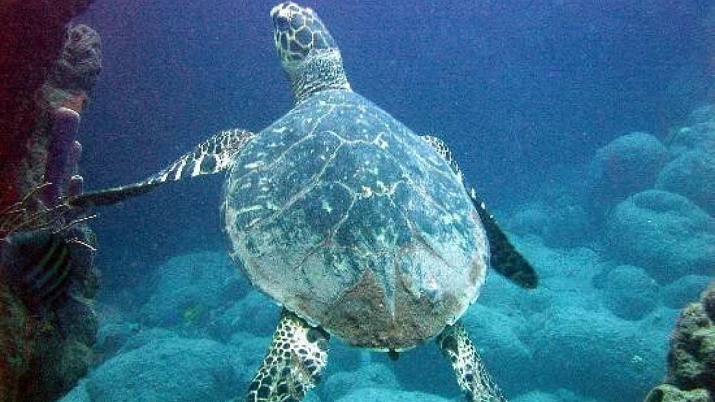 crociera ai caraibi 2008