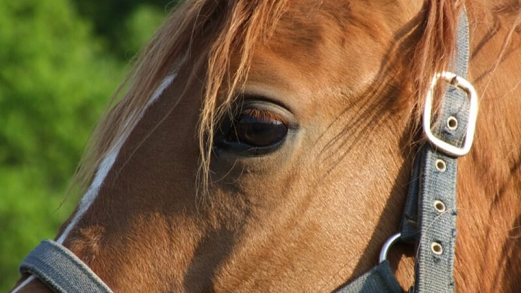 ognuno ha i suoi limiti