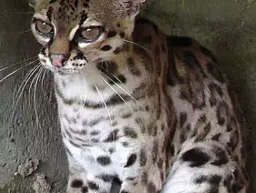 cayos-cochinos-6rxva