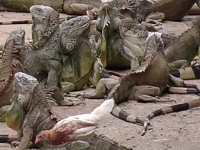 cayos-cochinos-me69h