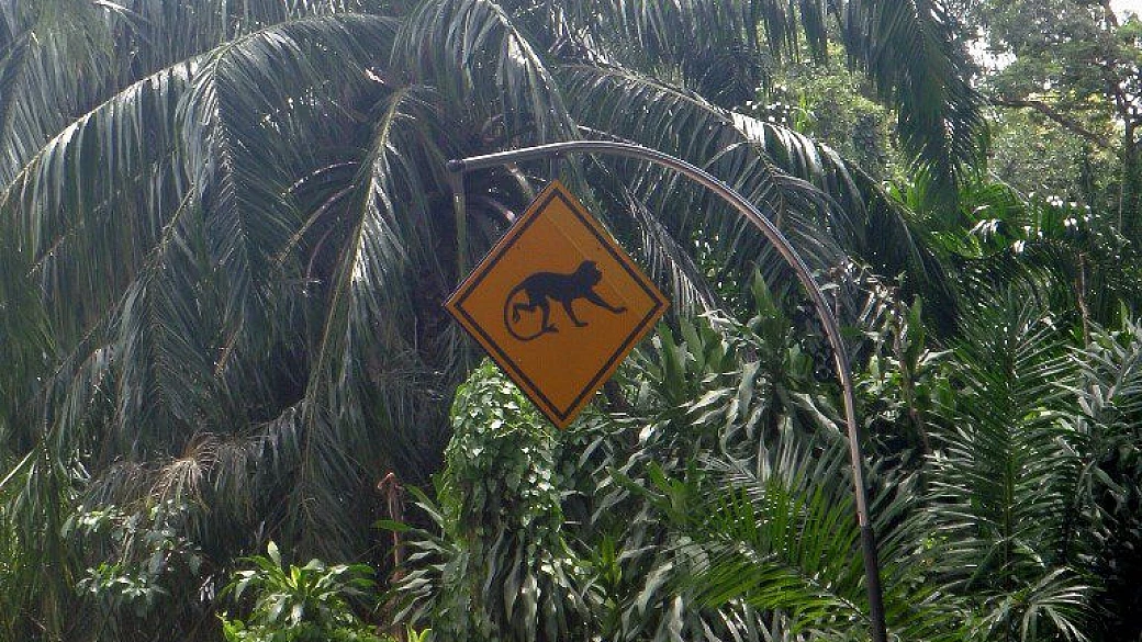 malesia e borneo malese 2