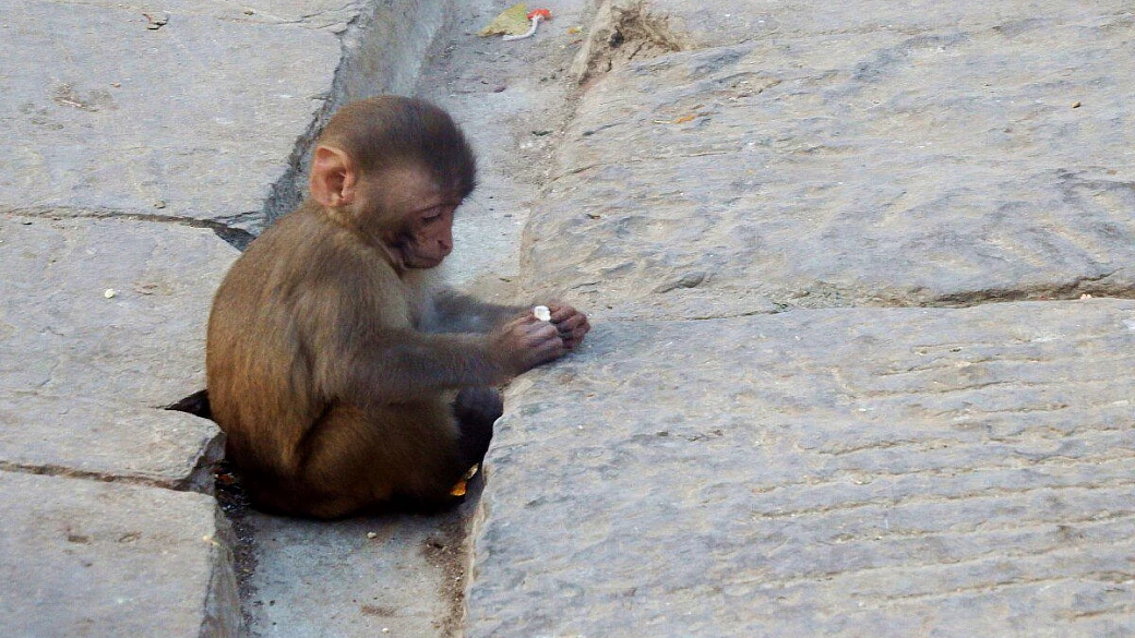 dieci giorni nepalesi