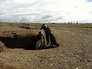 pinguini di magellano - isla magdalena di punta arenas 4
