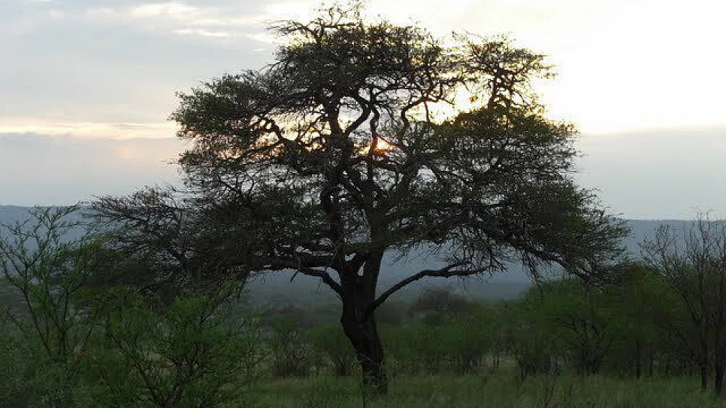 zanzibar: resort 5* gemma dell'est, loc. nungwi
