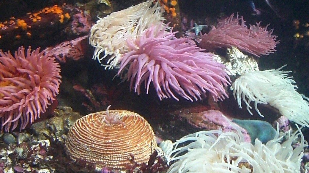 nairobi, masai mara, nakuru, amboseli, watamu