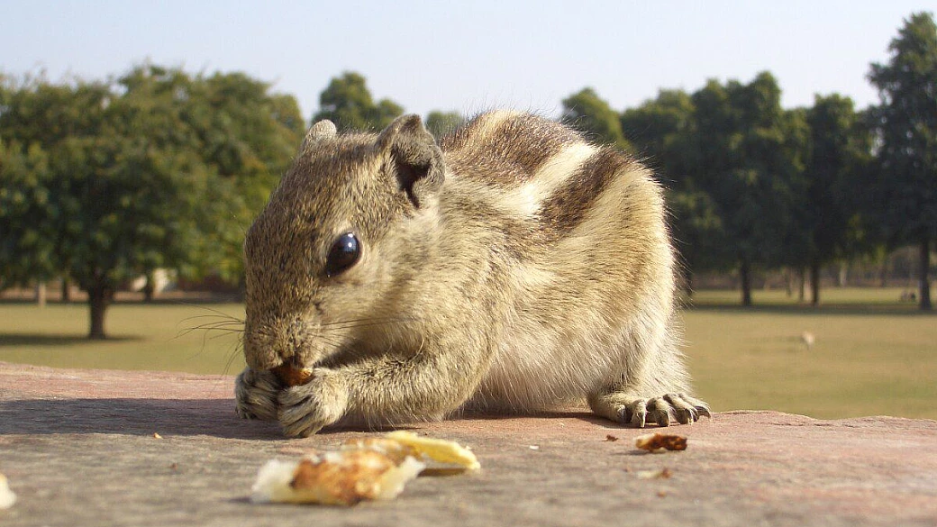 india - ujjain: i potenti del kumbha mela