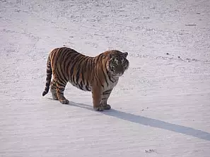 siberian tiger park, ha'erbin