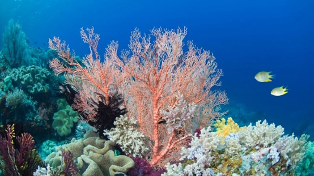 dove si trovano le barriere coralline più belle del mondo